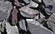Blue Slate Chippings