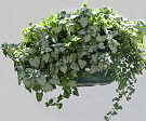 Hanging basket planted with Ivy