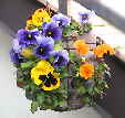 Hanging basket planted with pansies